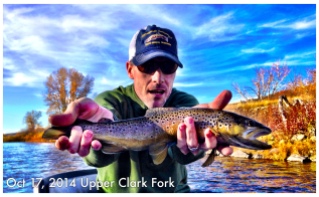 fall brown trout on the clark fork